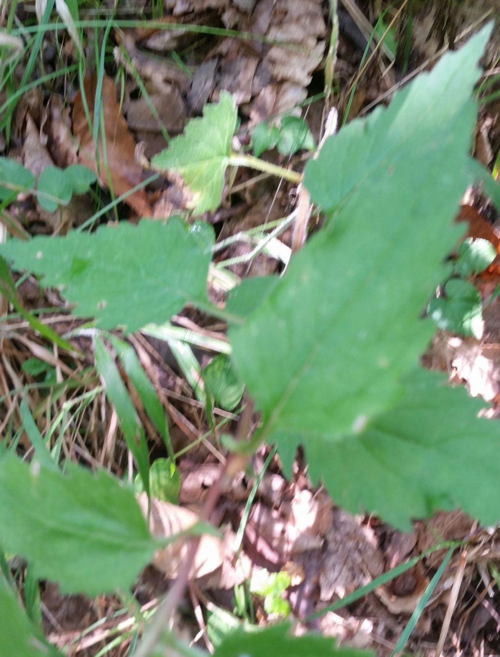 Campanula trachelium